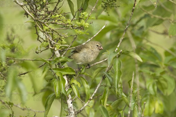 Small small tree finch