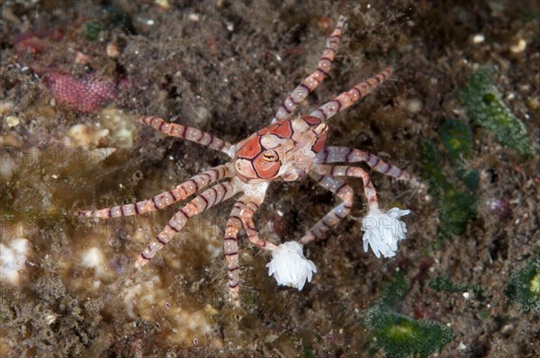 Boxer crab