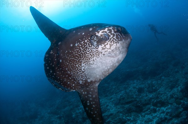 Ocean sunfish