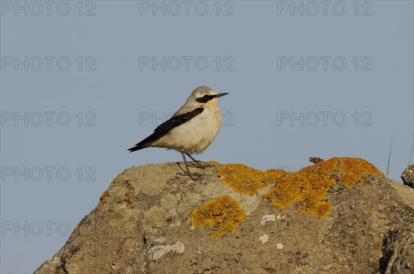 Northern Wheatear