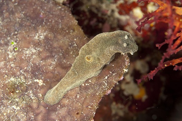 Starry Glossodoris Nudibranch