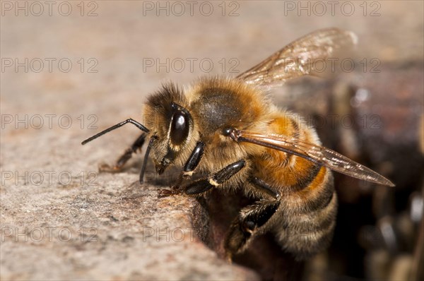 Western Honey Bee