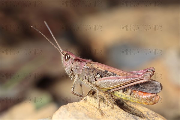 Common Field Grasshopper