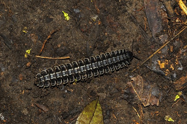 Millipedes