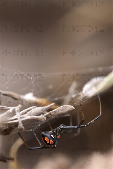 European black widow