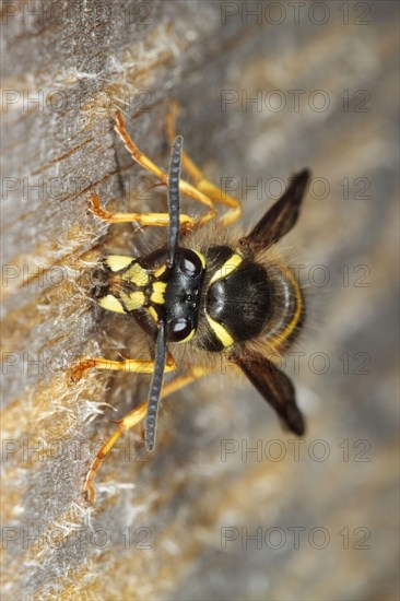 Norwegian Wasp