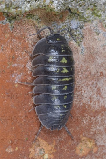 Southern Pill Woodlouse