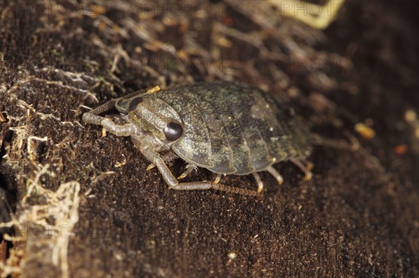 Sea roach