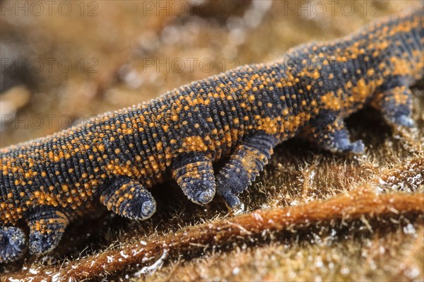 New Zealand velvet worm