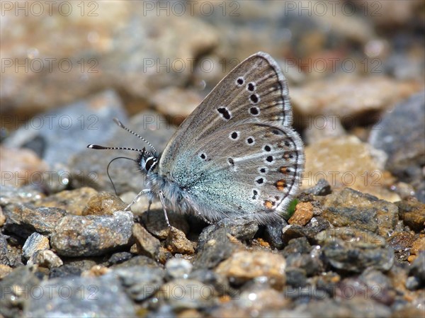 Geranium Argus