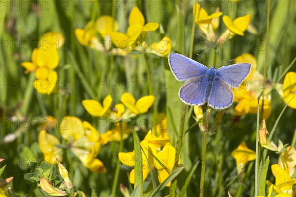 Common Blue