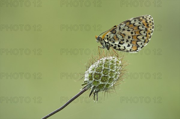 Spotted Fritillary