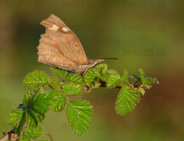 Creeper Butterfly