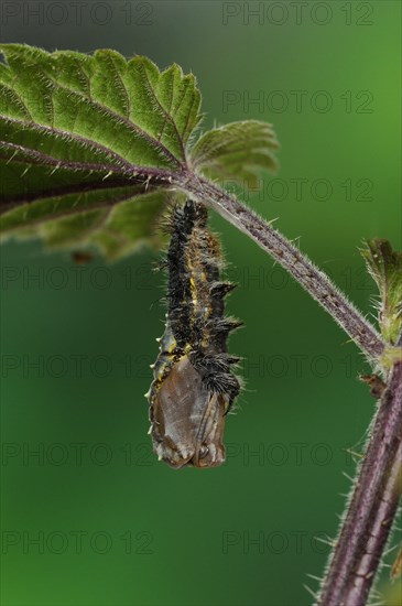 Larva of painted lady