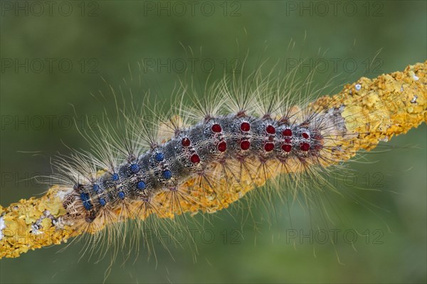 Gypsy moth