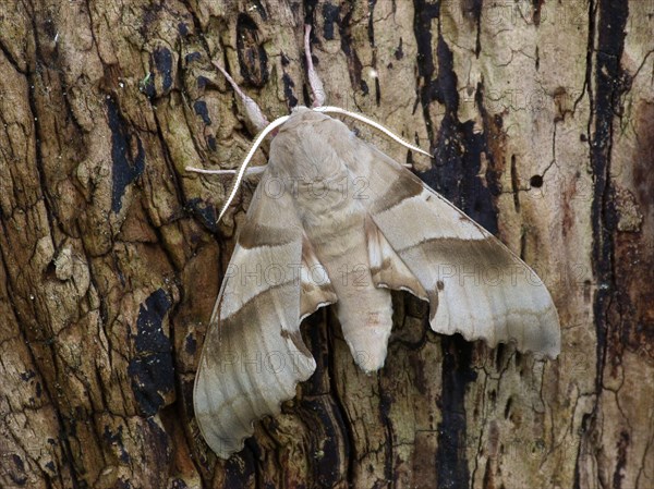 Oak hawk-moth