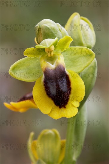 Yellow Bee Orchid