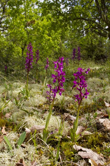 Early purple orchid