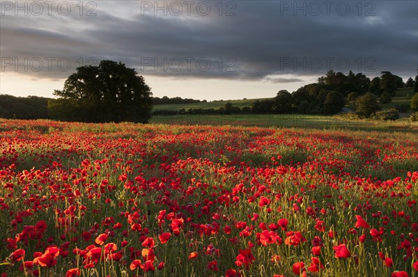 Flower mass of poppy flowers