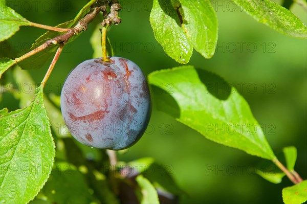 Prunus x domestica