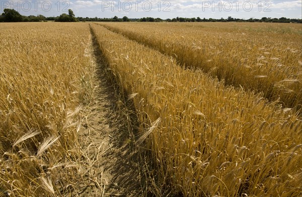 Tractor tram lines in barley cultivation