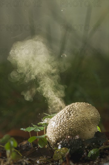 Fruiting body of common puffball