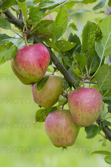 Apple tree