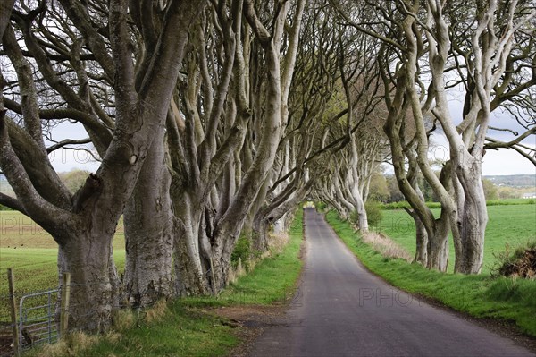 Trees line rural road on farmland