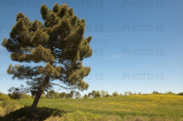 Aleppo pine