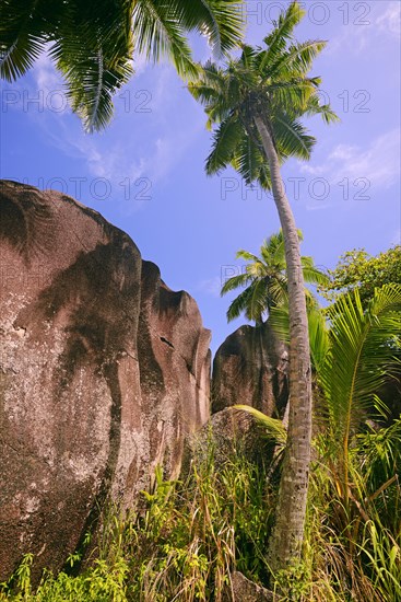 Palm trees and granite rocks on the dream beach Source d'Argent