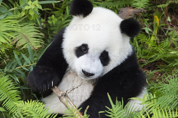 Two years aged young Giant Panda