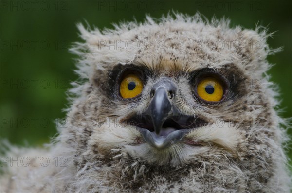 Eurasian Eagle-owl