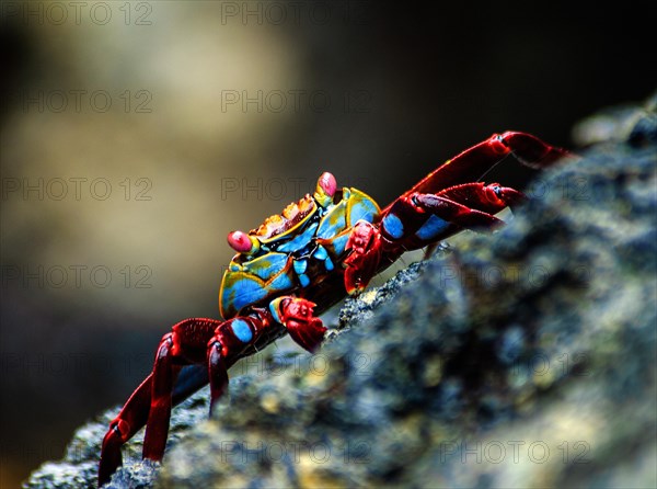 Red rock crab