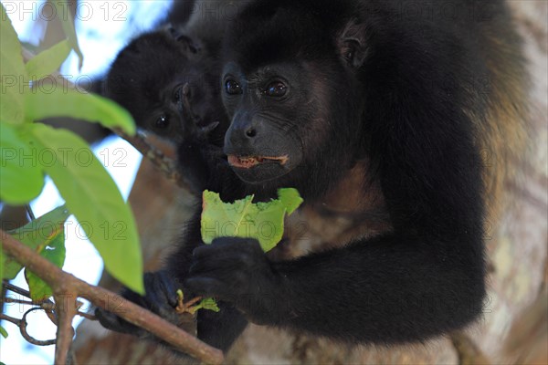 Mantled howler monkey