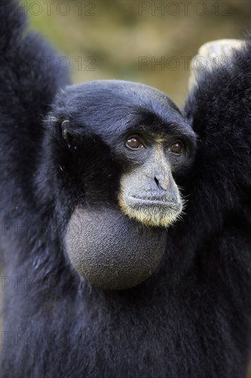 Siamang