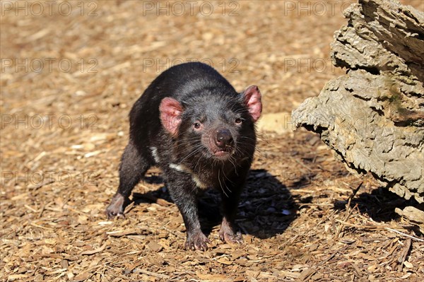 Tasmanian devil