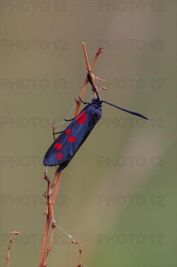 Six-spotted Widow