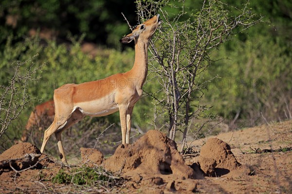 Impala