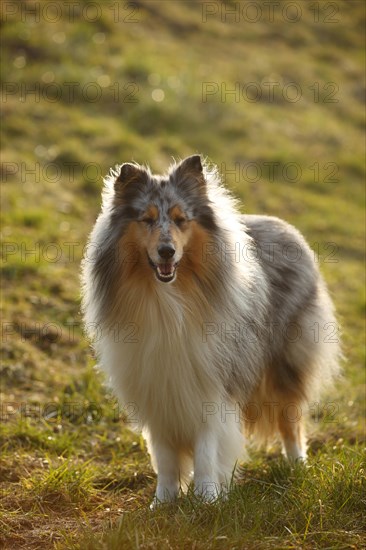 Scottish shepherd dog