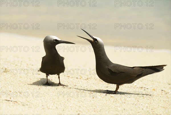 Black Noddy