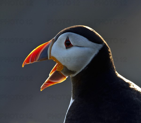 Puffin