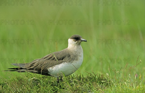 Arctic skuas