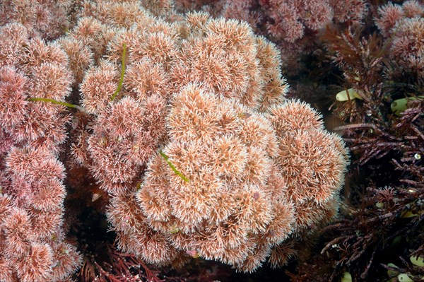 Coralline algae