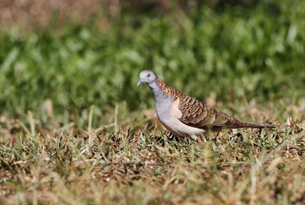 Bar-shouldered Dove