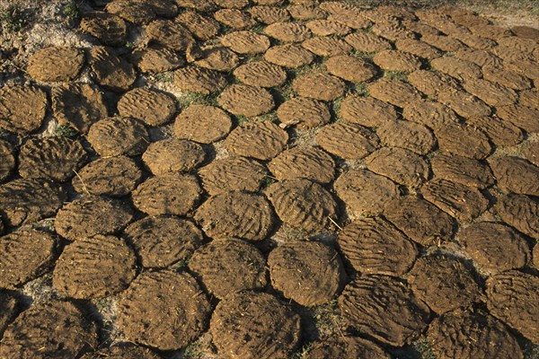 Drying cow dung used as fuel