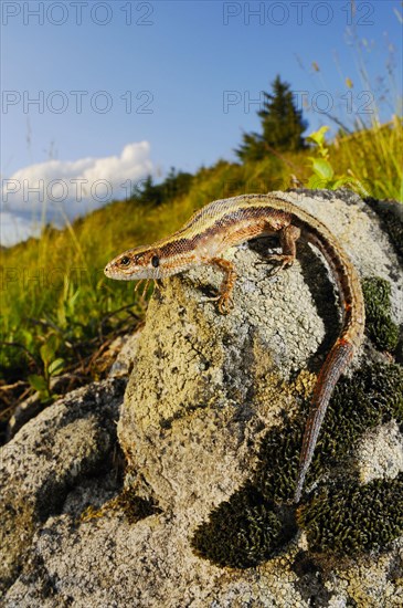 Viviparous lizard