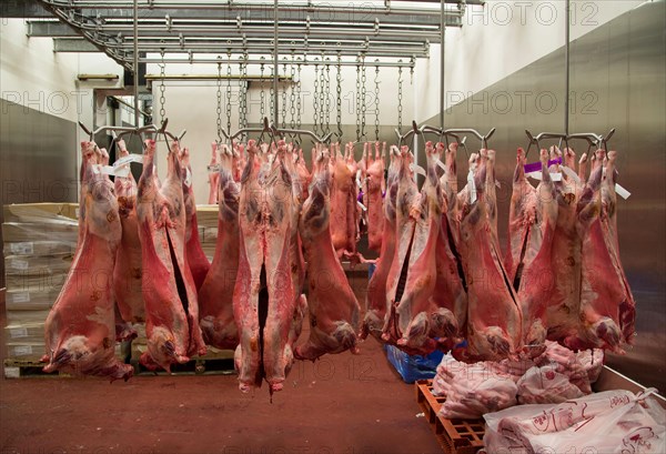 Slaughterhouse hanging lamb carcasses