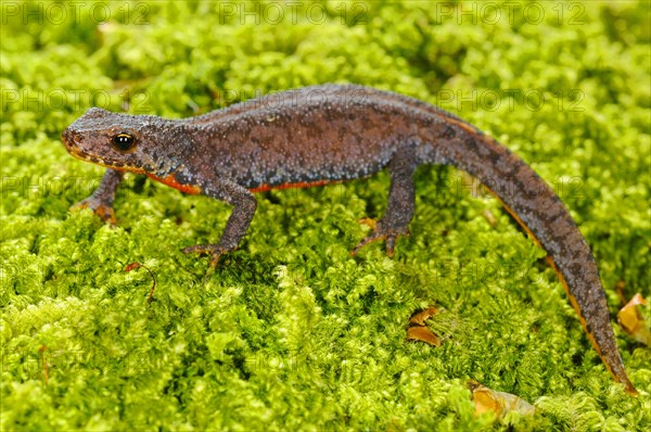 Alpine Newt