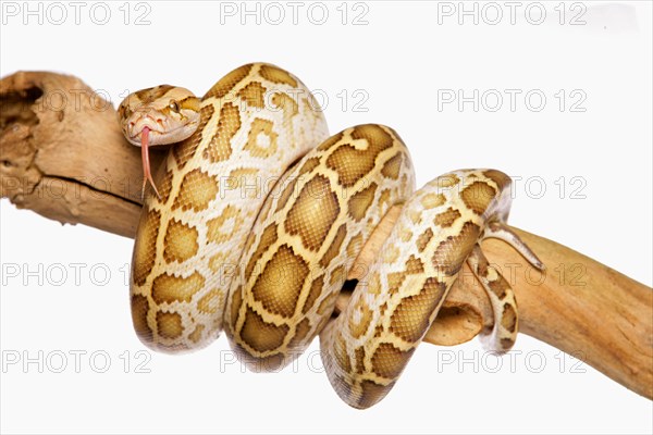 Burmese python