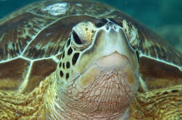 Green Turtle